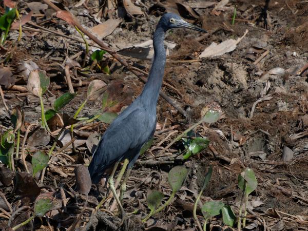 Kleine blauwe reiger (Egretta caerulea)